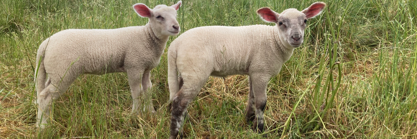 Pour plus des informations, cliquez ici